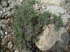 Bupleurum spinosum