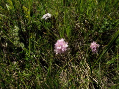 Armeria maritima sibirica