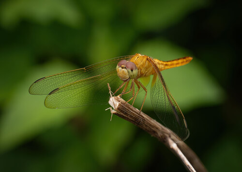 Crocothemis servilia