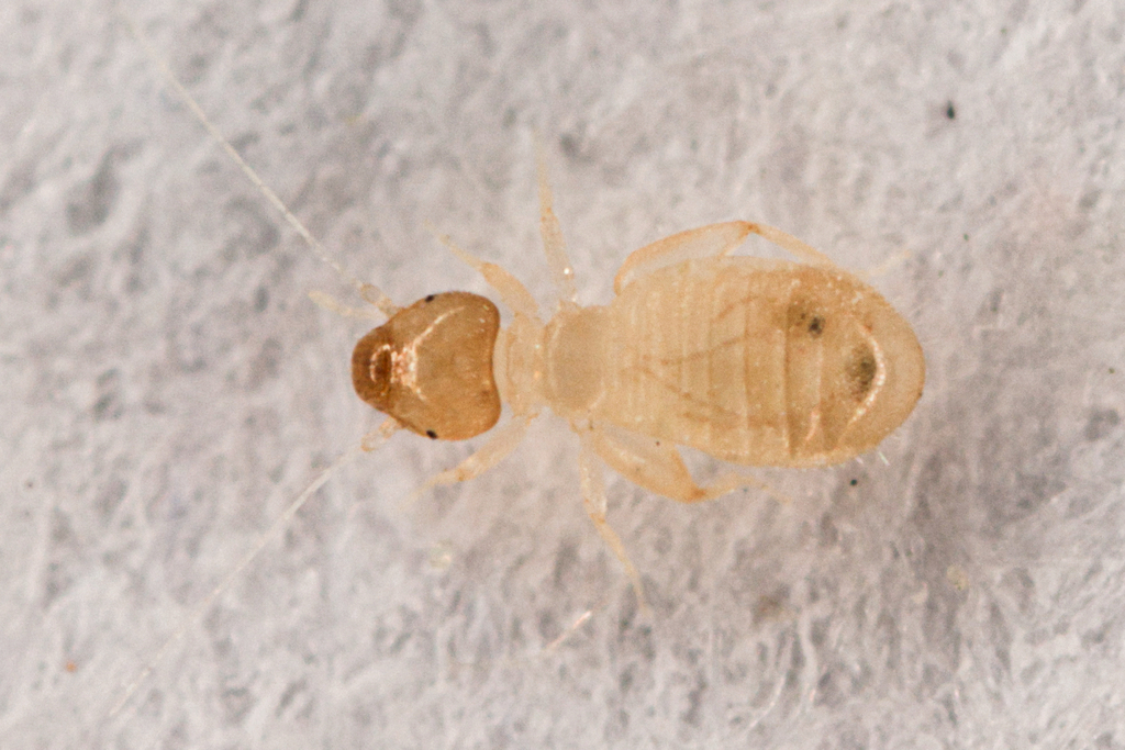 Liposcelis paetula