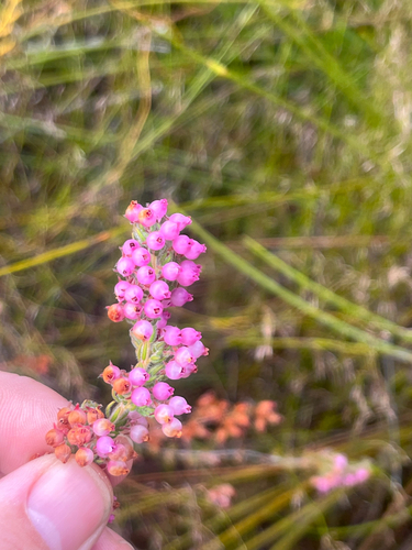 Kuif Heath (Erica bergiana)