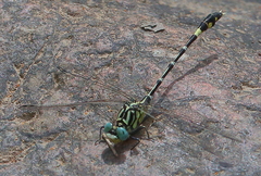 Austrogomphus cornutus