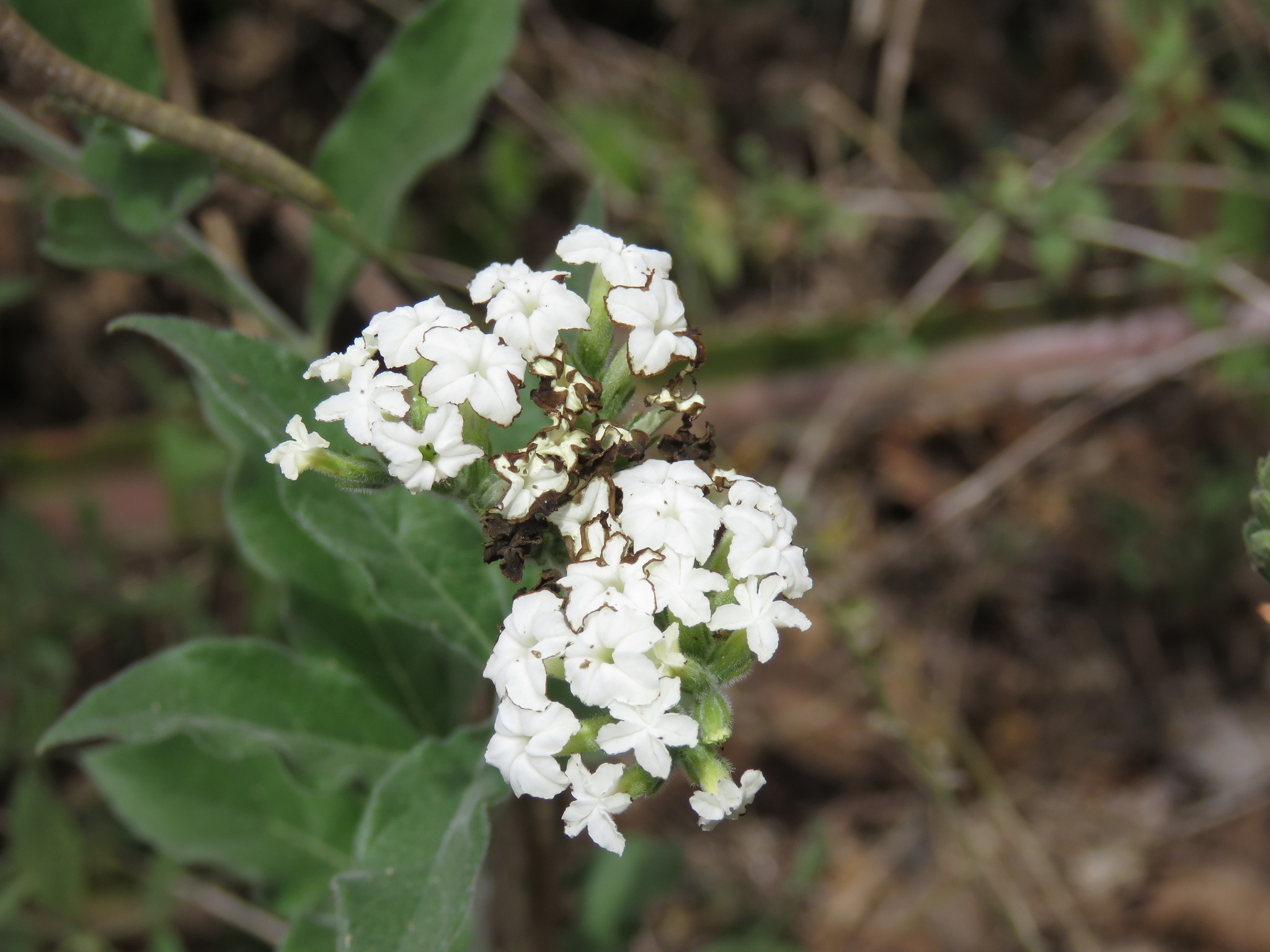 Tournefortia densiflora