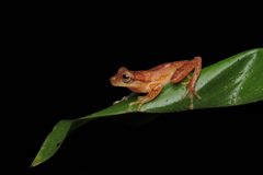 Dendropsophus berthalutzae