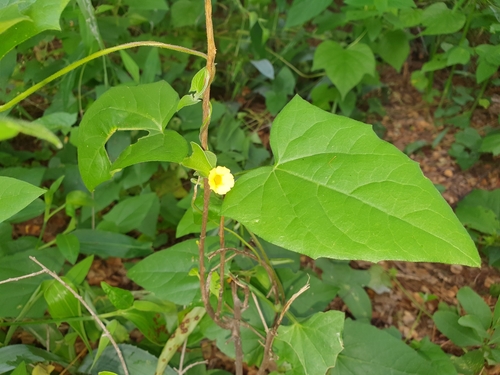 Thunbergia image