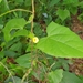 Thunbergia reticulata - Photo (c) Dewald du Plessis, some rights reserved (CC BY-NC), uploaded by Dewald du Plessis