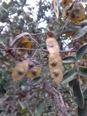 Leptolobium dasycarpum