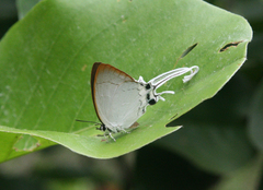 Cheritra freja evansi