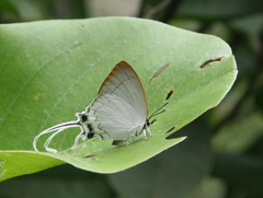 Cheritra freja evansi