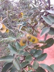 Leptolobium dasycarpum