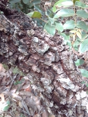 Leptolobium dasycarpum