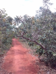 Leptolobium dasycarpum