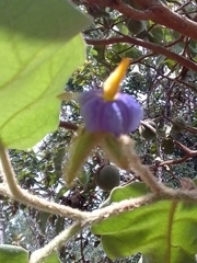 Solanum lycocarpum