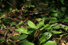 Clintonia udensis