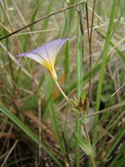 Convolvulus meonanthus