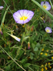 Convolvulus meonanthus
