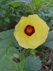 Hibiscus ovalifolius image