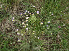 Convolvulus meonanthus