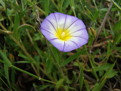 Convolvulus meonanthus
