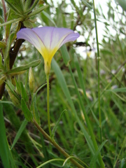 Convolvulus meonanthus