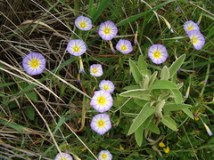 Convolvulus meonanthus