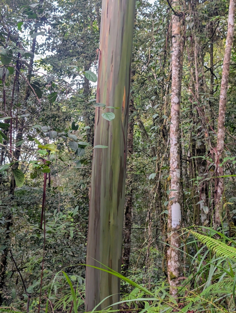 leda (Eucalyptus deglupta)
