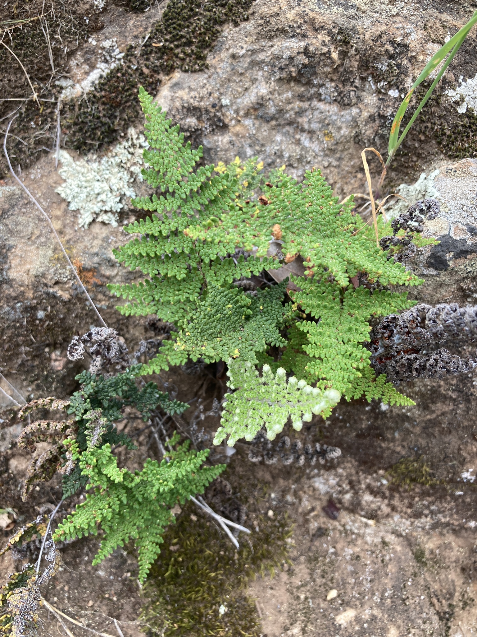 Cleveland's Lipfern (Myriopteris clevelandii)
