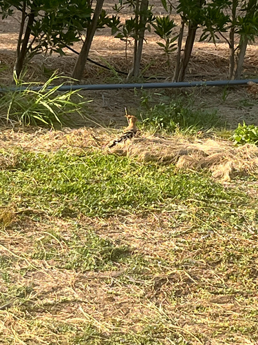 Common Hoopoe