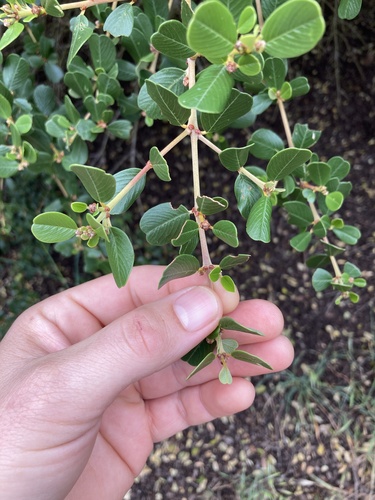 island bigpod ceanothus (Ceanothus megacarpus)