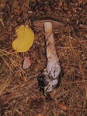 Cortinarius cyanites