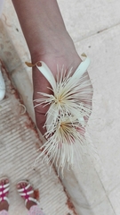 Pochota fendleri