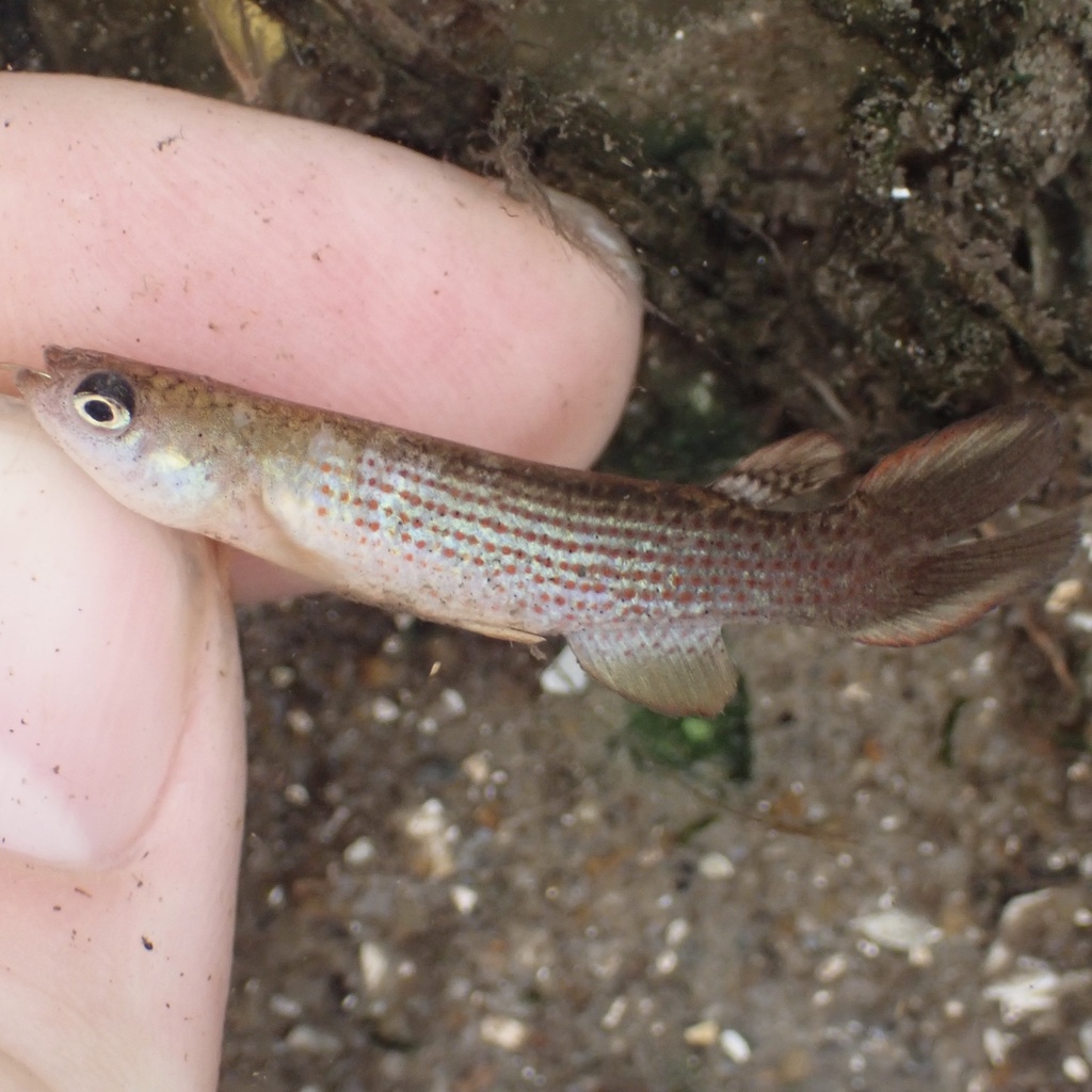 Swamp killi (Anablepsoides stagnatus) — Rivulidae