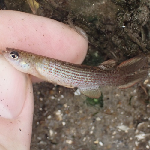 Swamp killi (Anablepsoides stagnatus) — Rivulidae