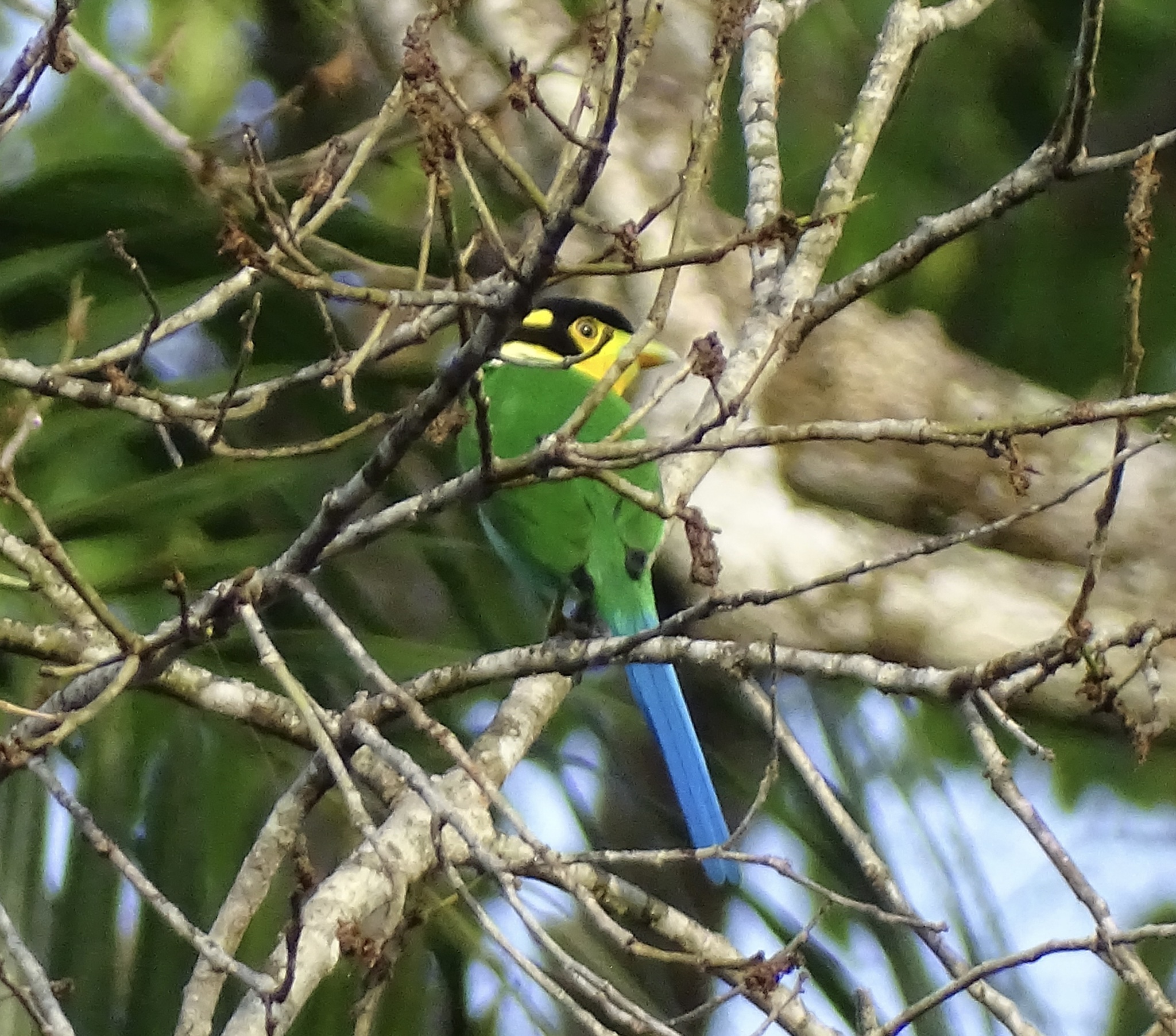 Long-tailed Broadbill (Psarisomus dalhousiae), photo 1