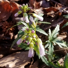 Cardamine concatenata