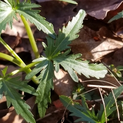 Cardamine concatenata