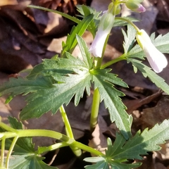 Cardamine concatenata