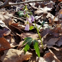 Cardamine concatenata