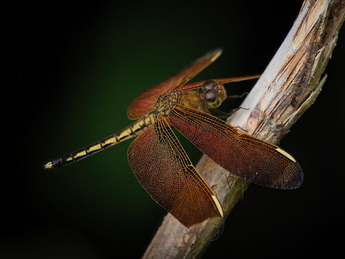 Neurothemis manadensis