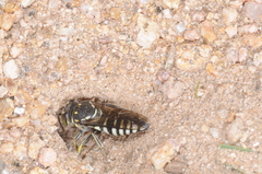 Bicyrtes discisus