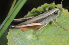 Amblytropidia australis
