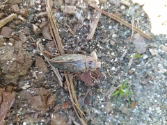 Chalcophora mariana massiliensis