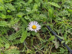 Bellis perennis
