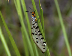 Myrmeleon erythrocephalus