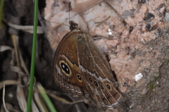 Pampasatyrus gyrtone