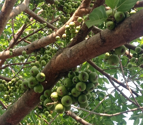 Cluster Fig