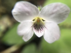 Viola adenothrix