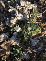 Chaetopappa asteroides