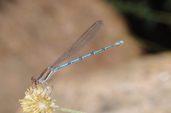 Argia joergenseni
