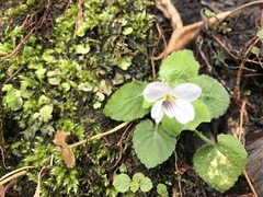 Viola adenothrix